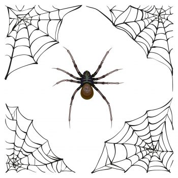 Spiderweb. Big spider web. Scary spider of web. Poison spider. Illustration in vector format